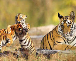 SOUTH INDIA WILDLIFE TOUR